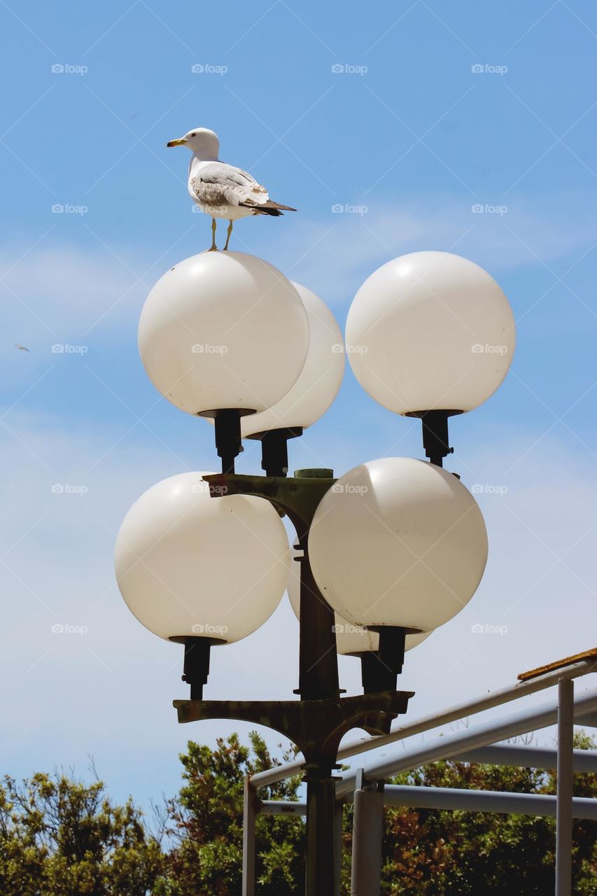 Seagull on the top of street lamp