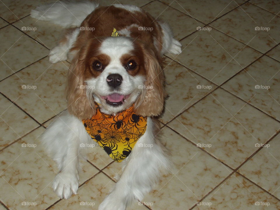 King Charles cavalier spaniel dog