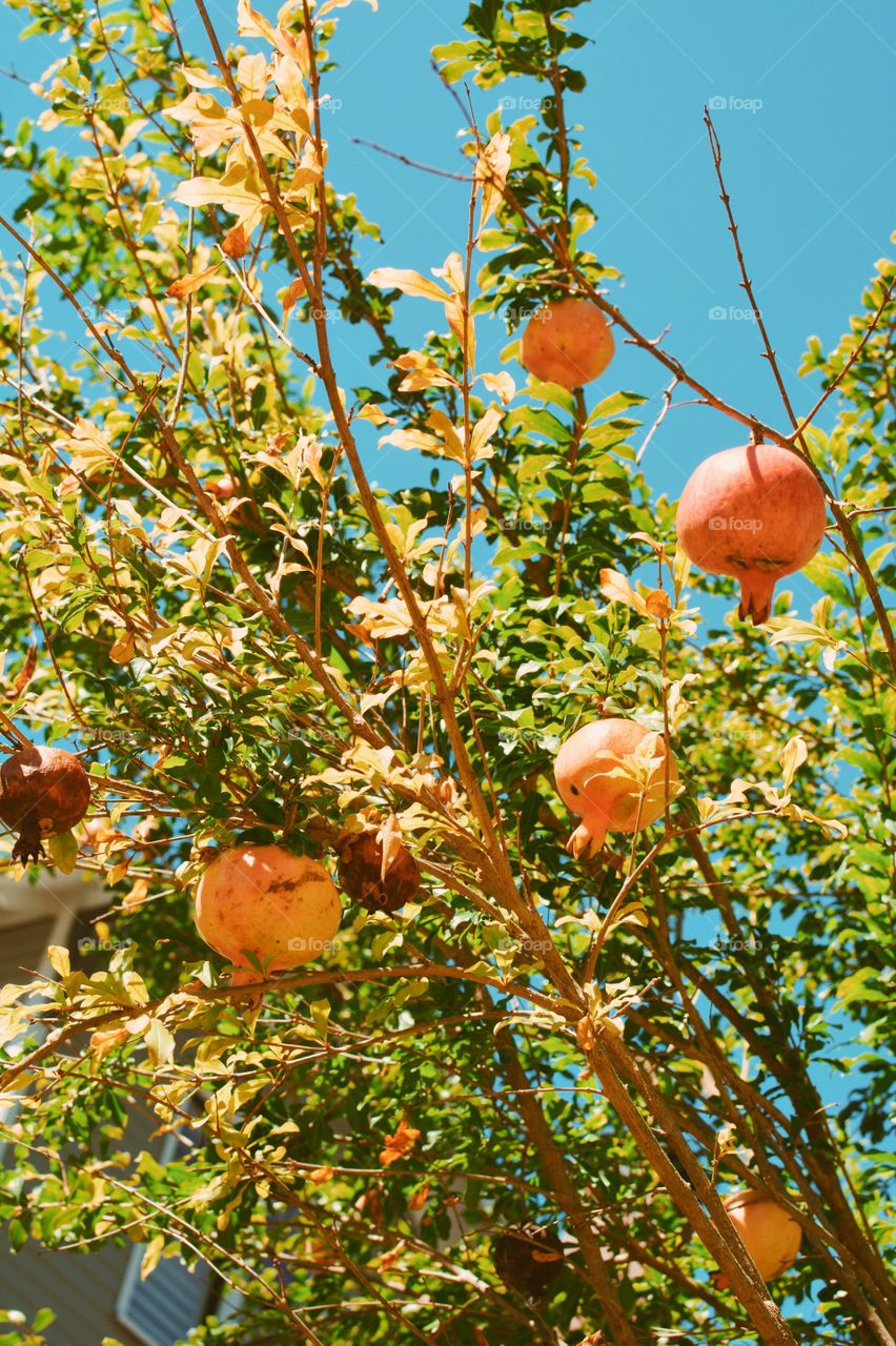 Nature, Fruit, Leaf, Tree, No Person