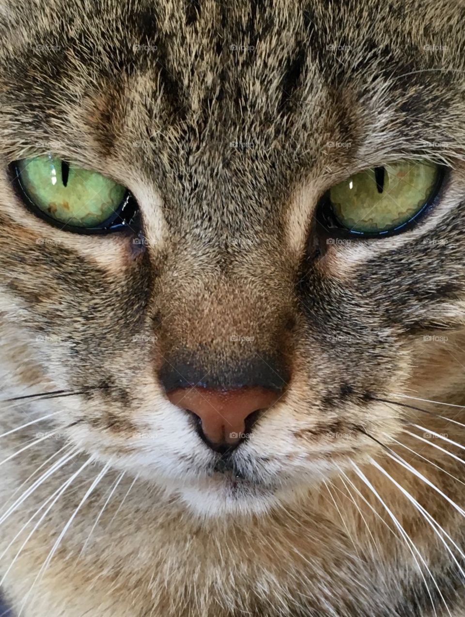 Cat, Animal, Eye, Fur, Cute