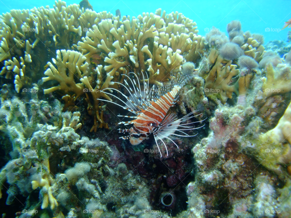 moyo island indonesia coral diving lion fish by samyen