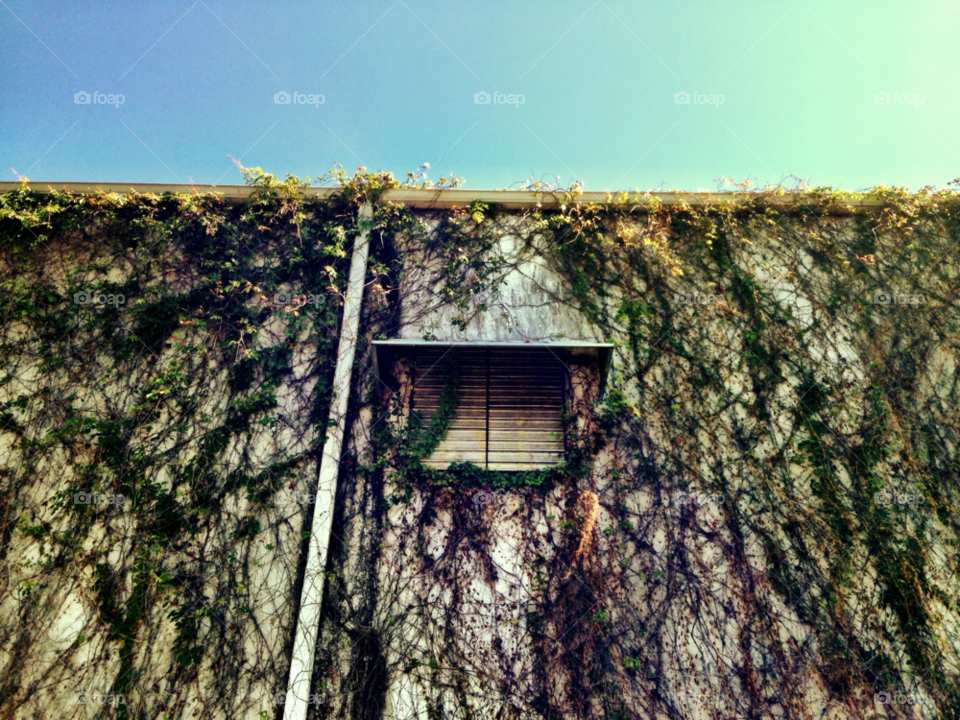 florida sky wall plant by jmsilva59