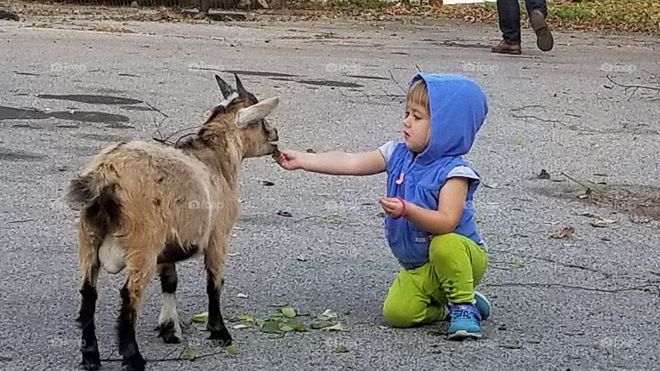 child and goat