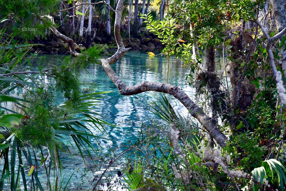 Branch Leaning Over Reflection