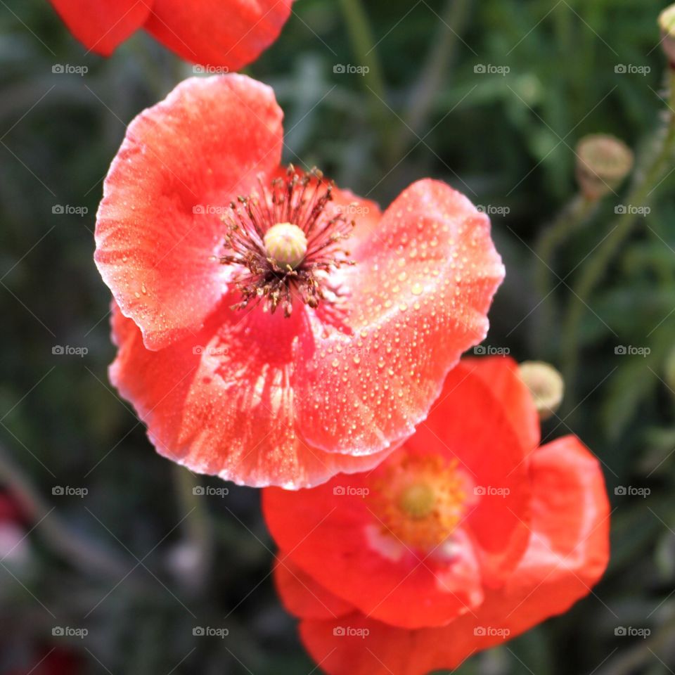 Orange wildflowers 