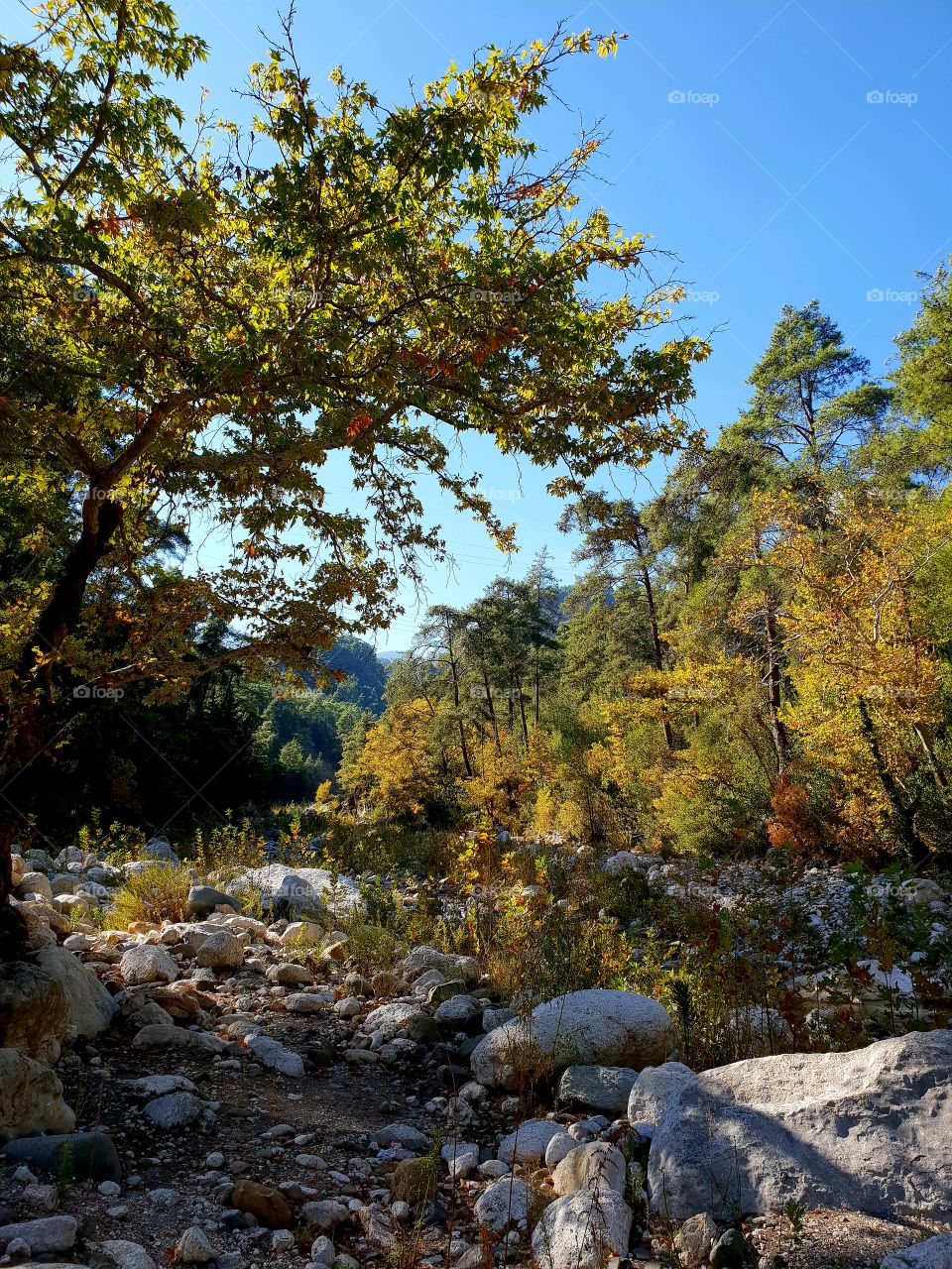 nature in the mountains
