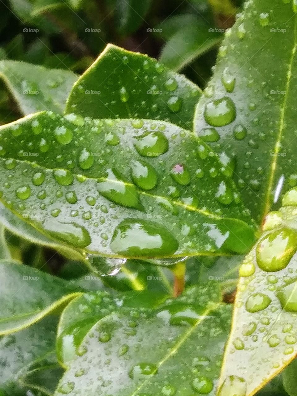 wet leaves of a shrub