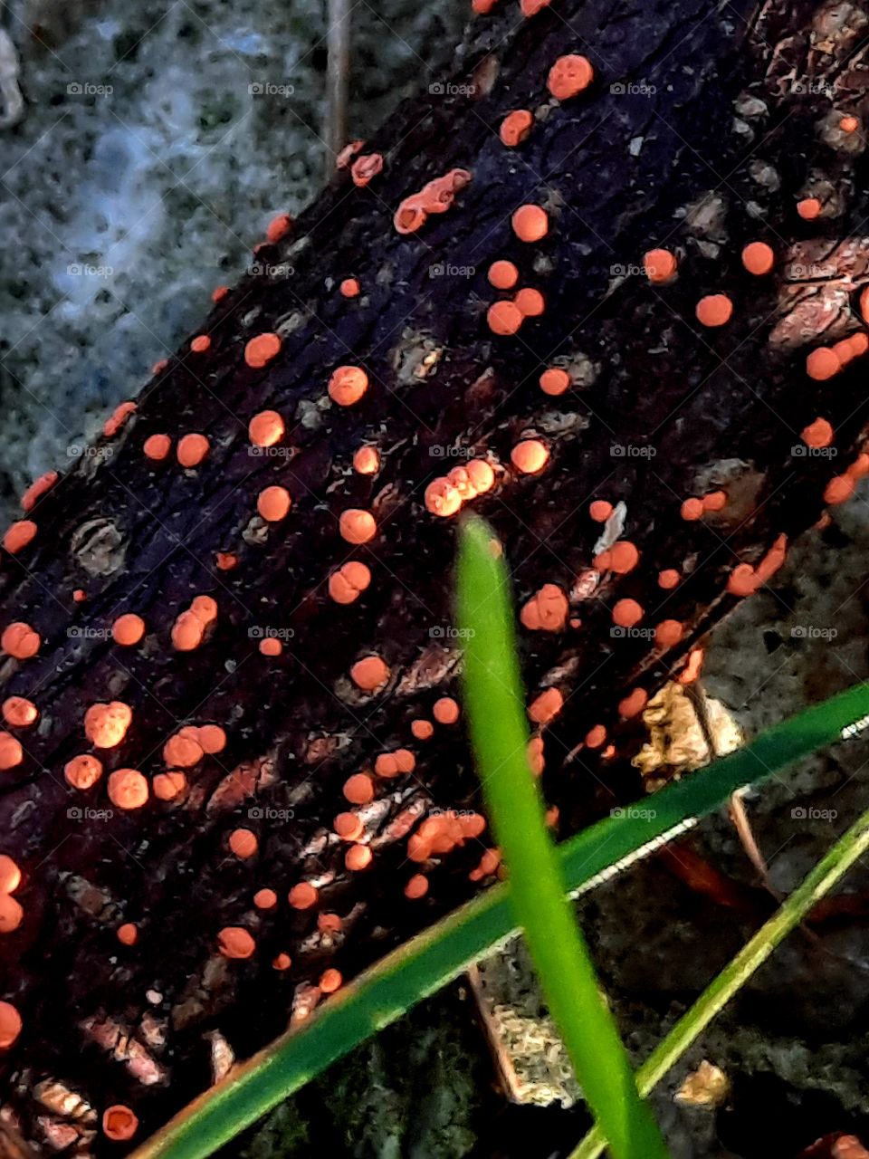 pop of color - close-up of multiple orange fungi on a fallen black branch  with sunlit bright green grass blades in front