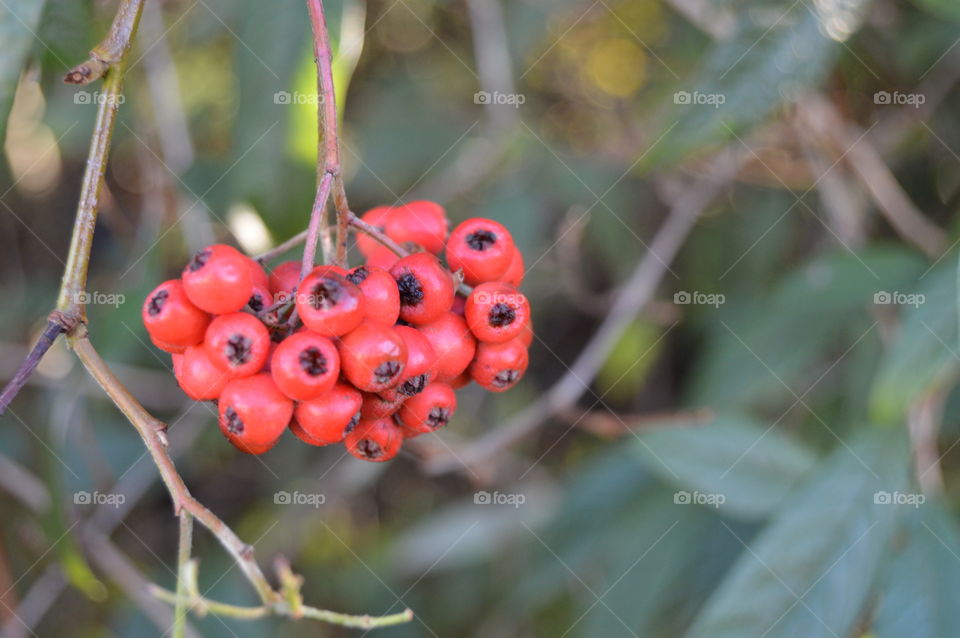 Wild red berries