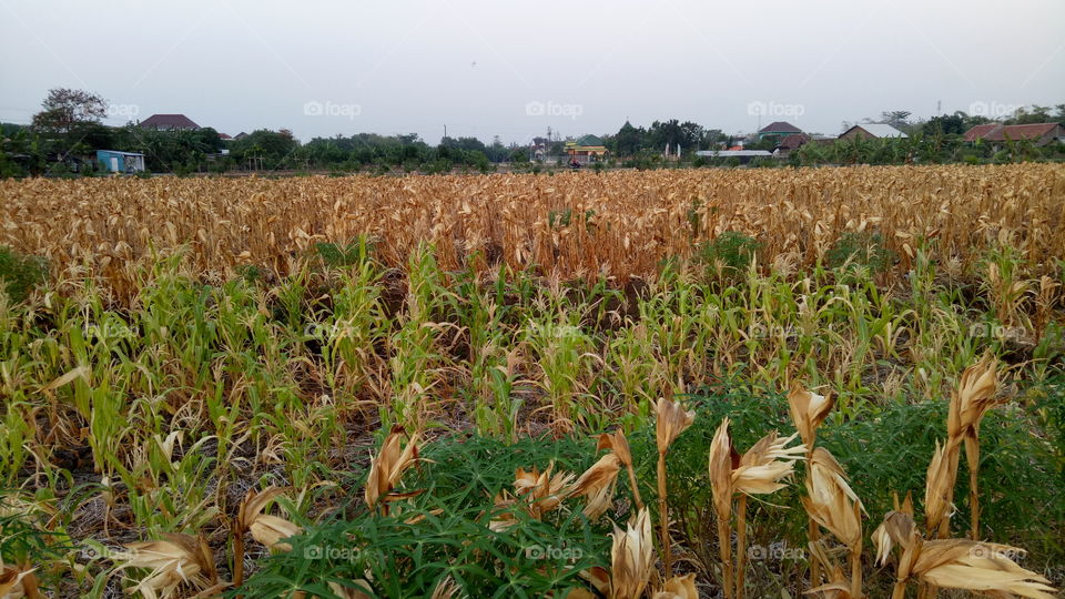 Corn and crops