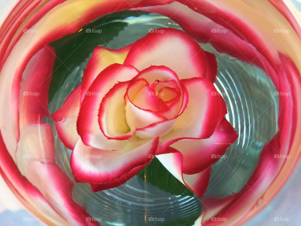 Reflection Rose