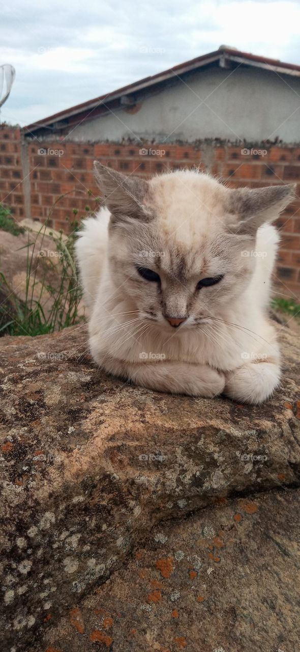 gato lindo, animais de estimação