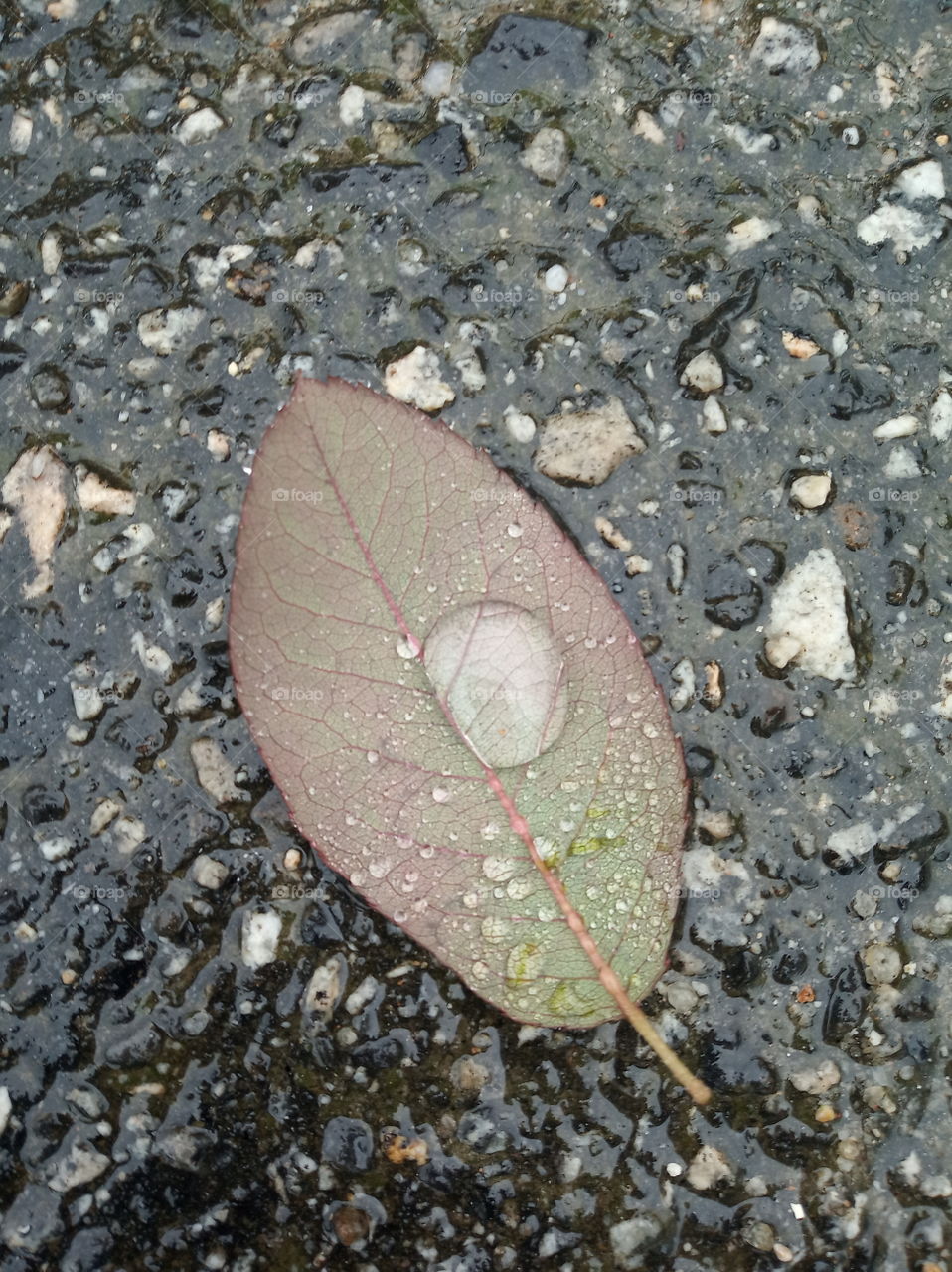 . Drop on Leaf