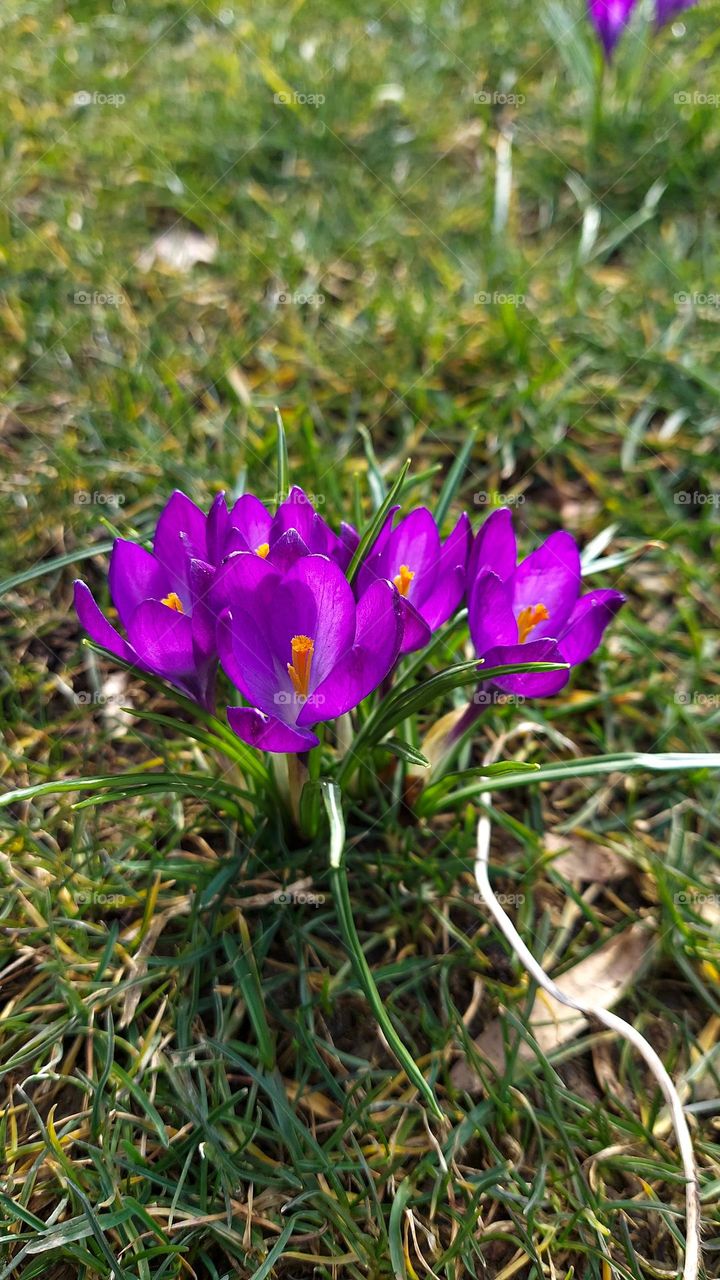 crocus. first flower of spring