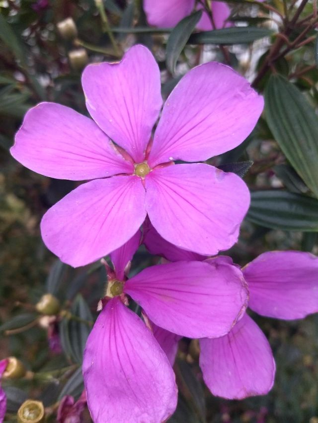 pink flowers