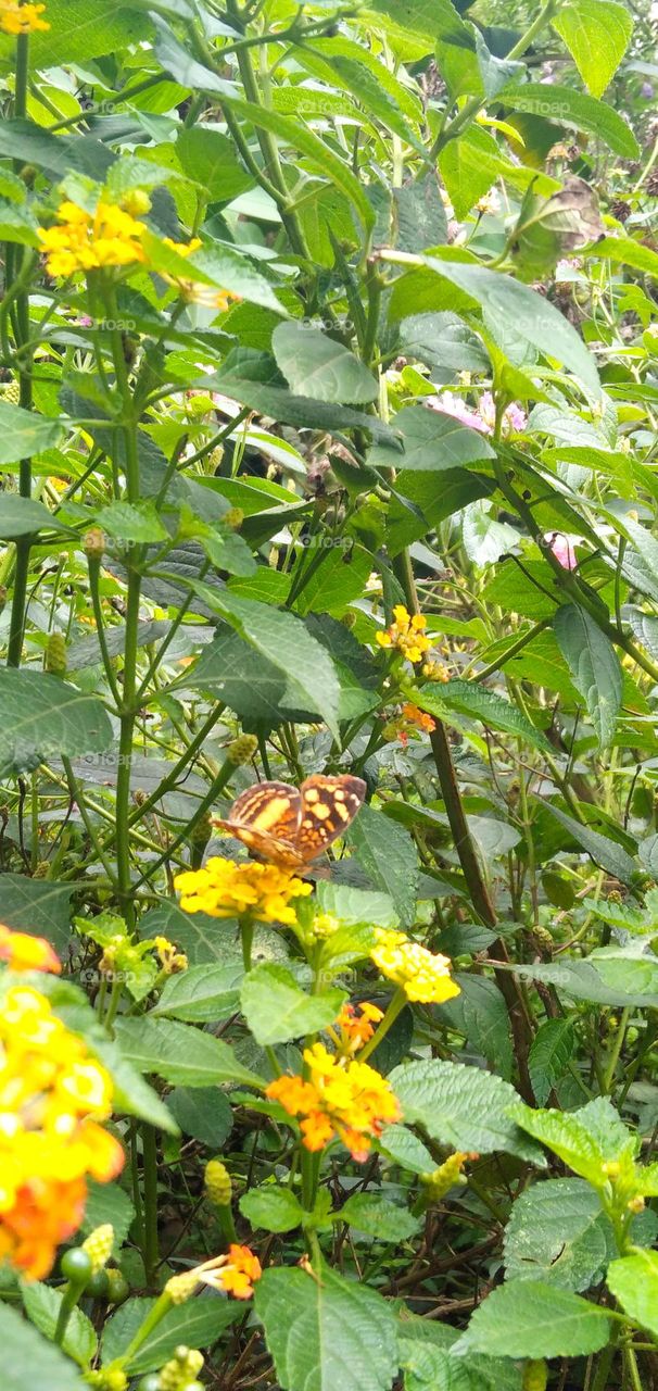 beautiful butterfly in nature