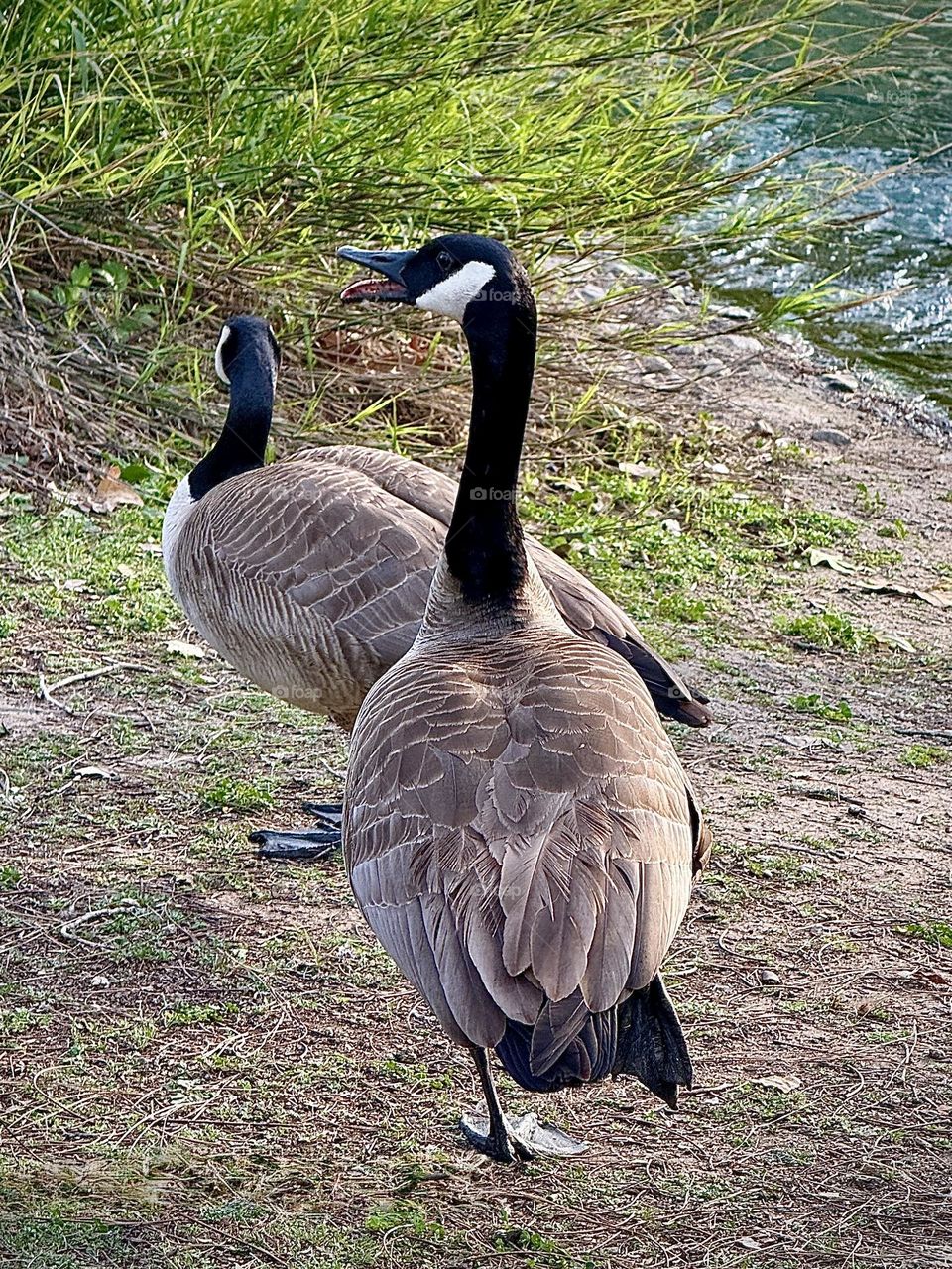 Honking Canadian Geese