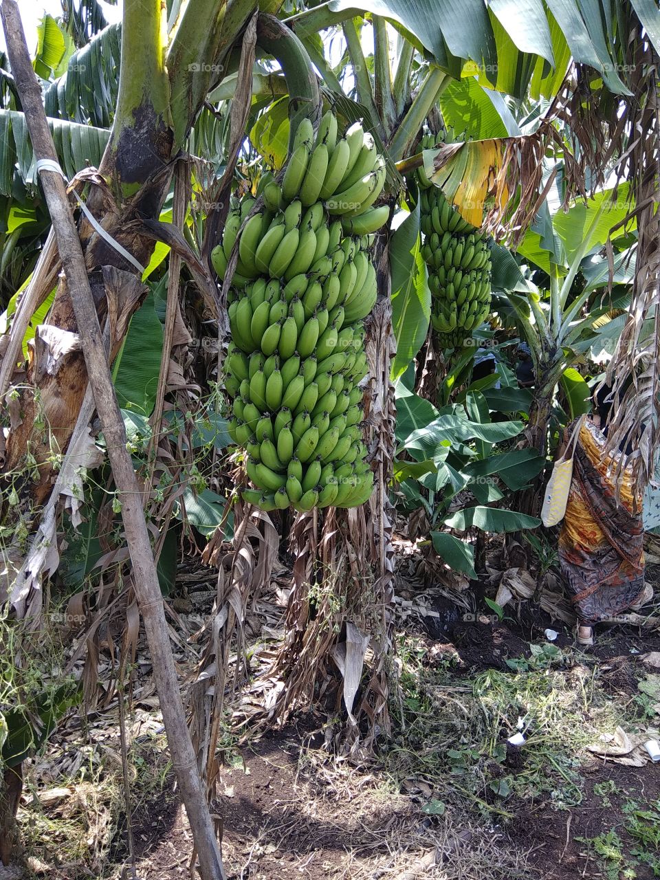 Banana Farming with