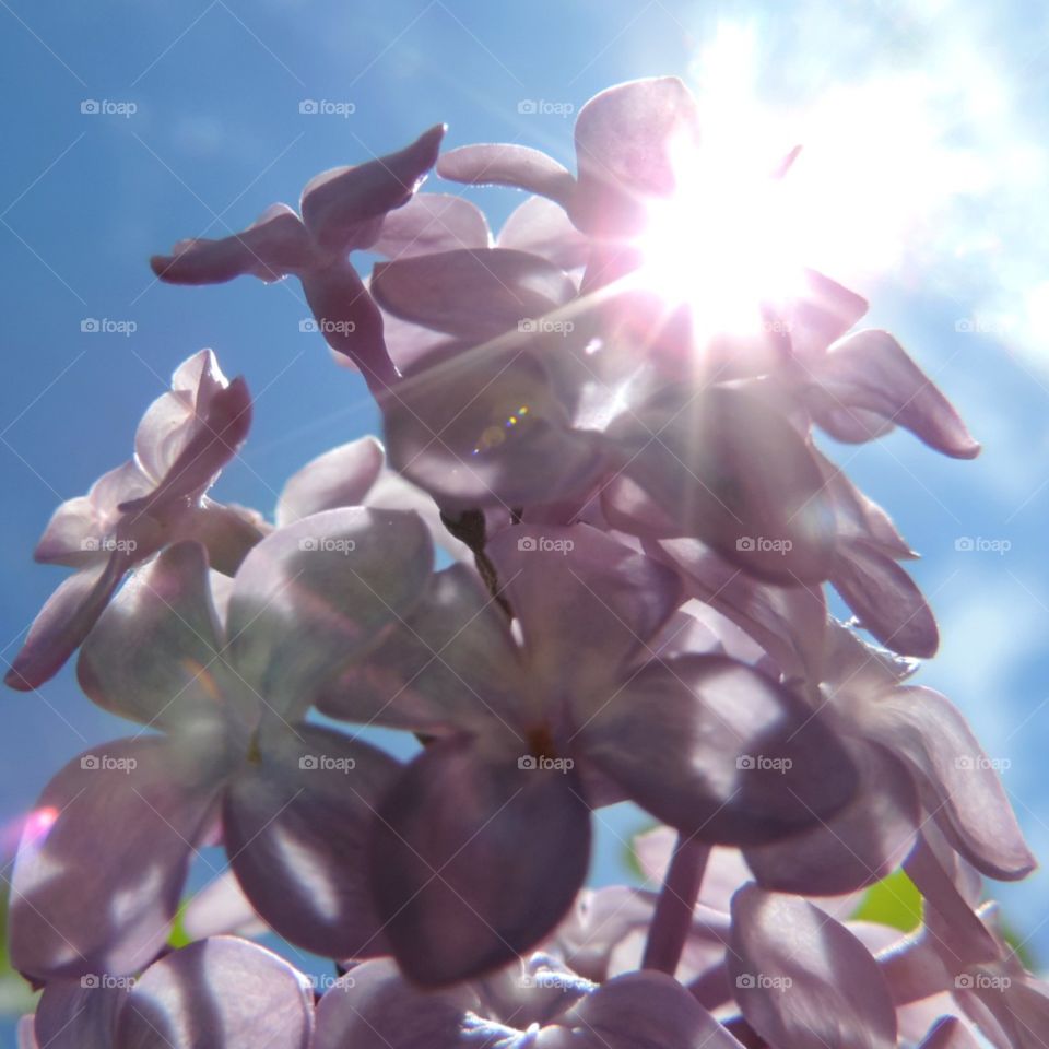 Glorious Lilacs. in the sun