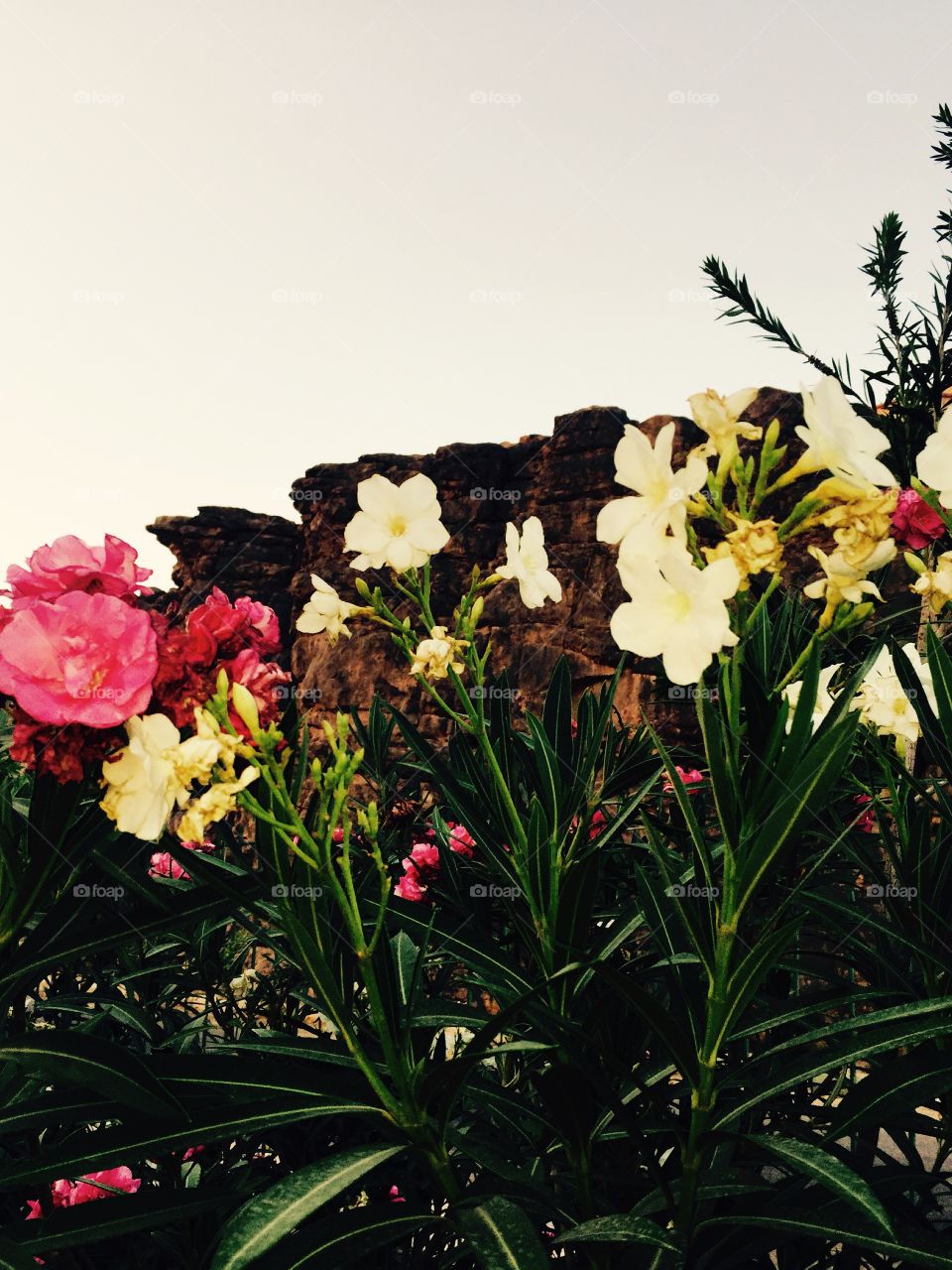 White and pinky flowers 