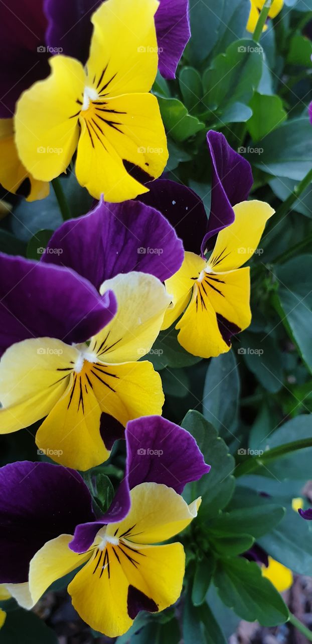 Bi-Coloured flowers Purple and Yellow pansy