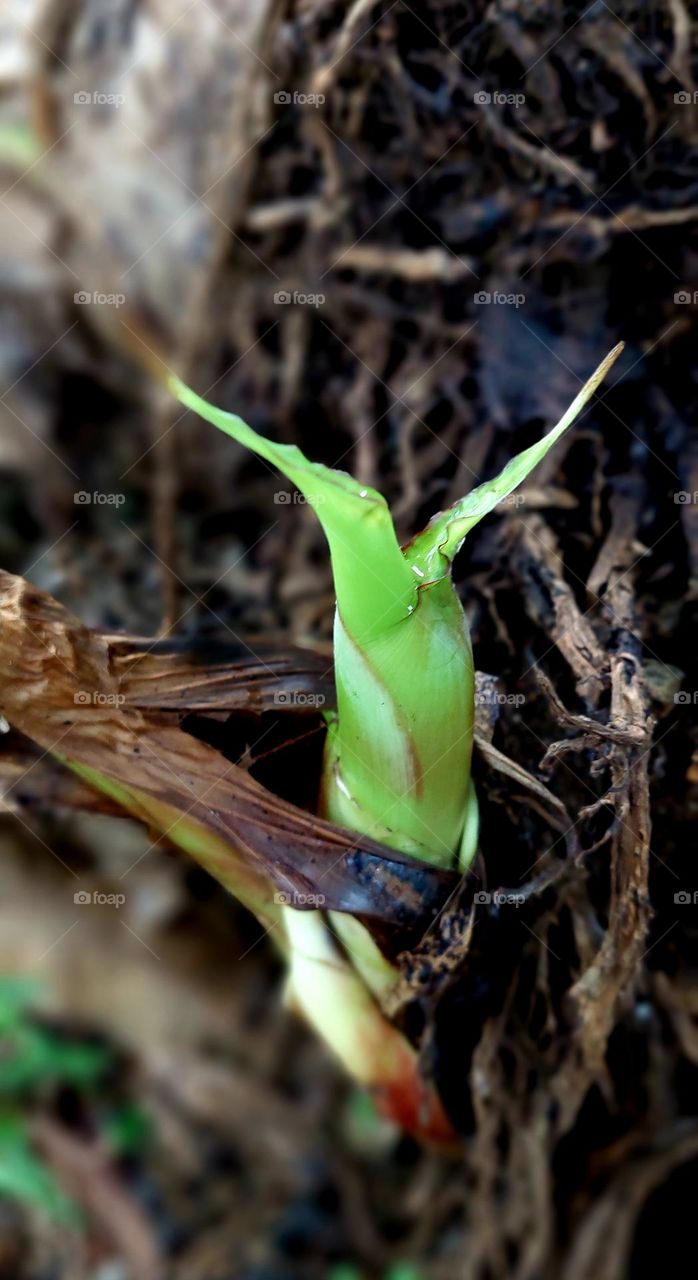 banana tree shoots at Jakarta