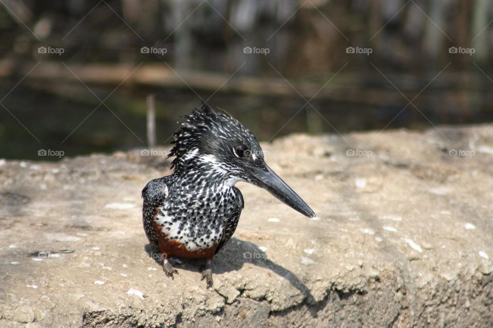 Giant kingfisher looking for a meal.