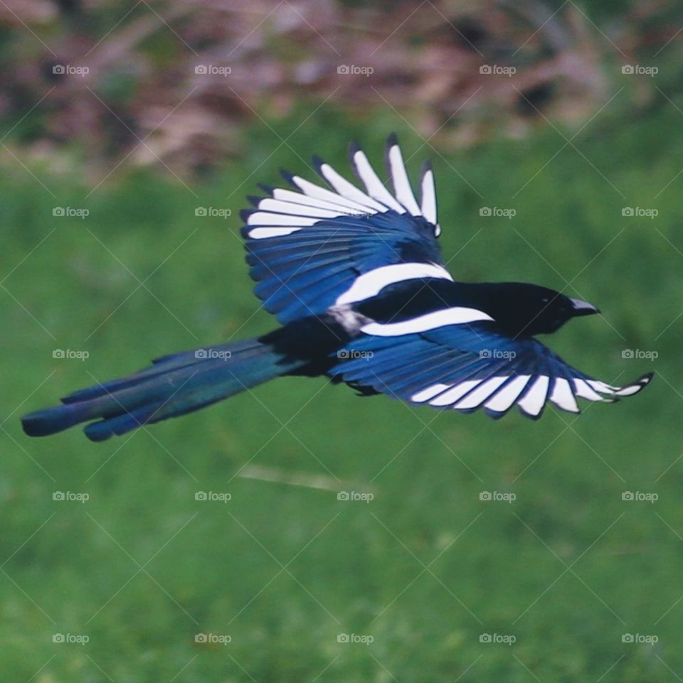 A flying magpie.