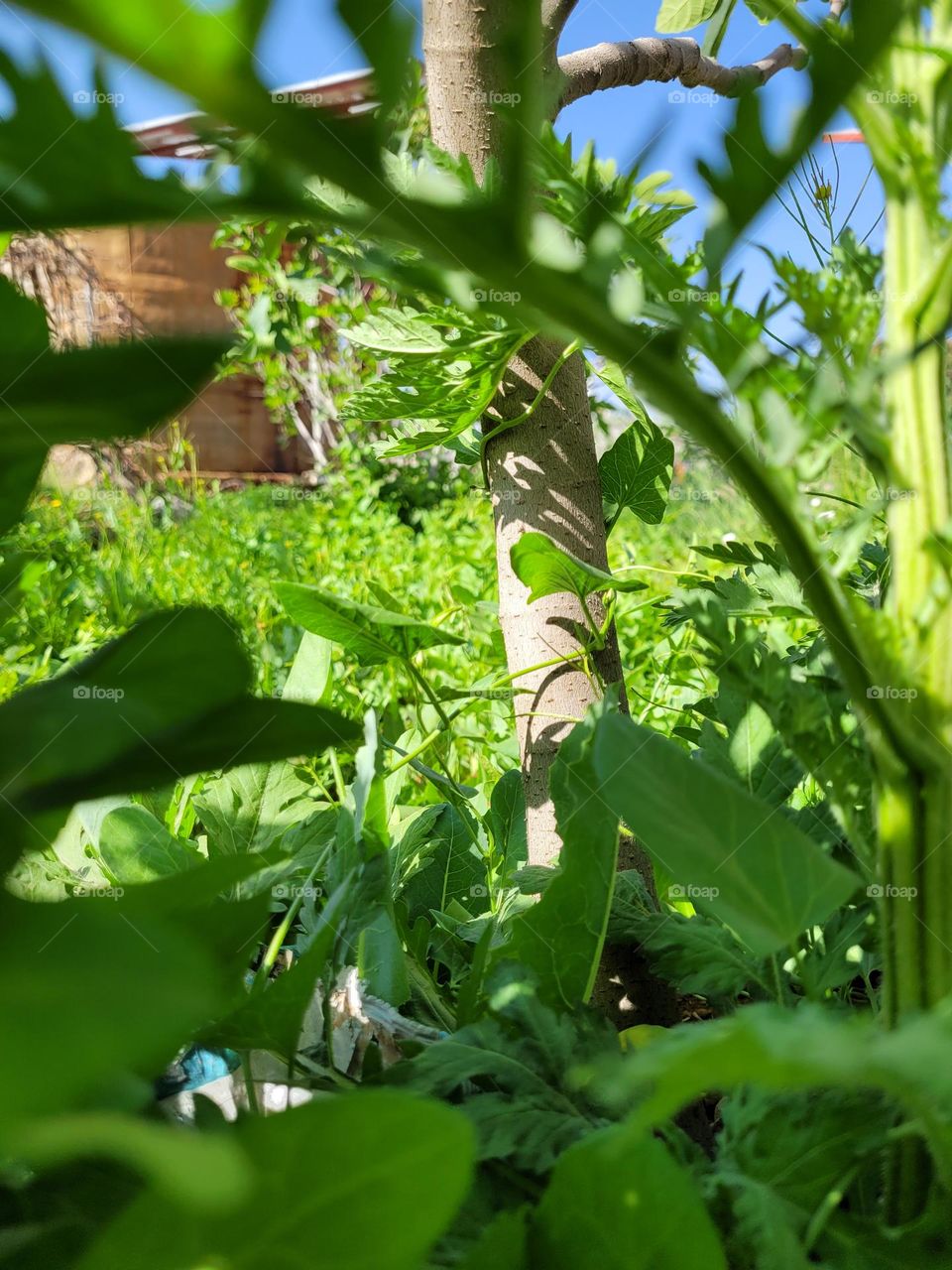 Hermosos árboles en la granja en Yemen