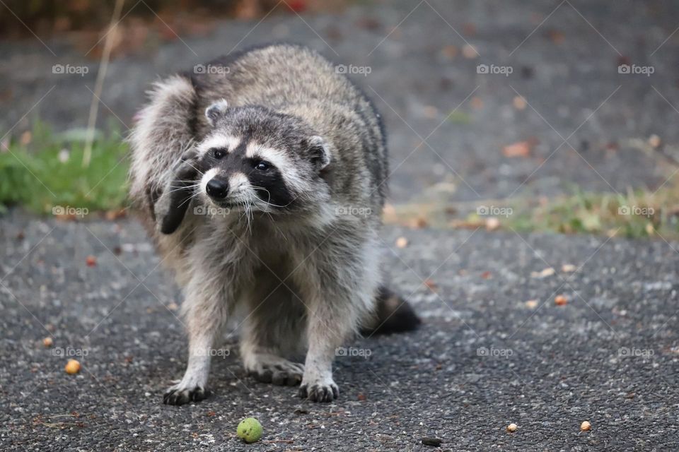 Raccoon visiting the backyard 