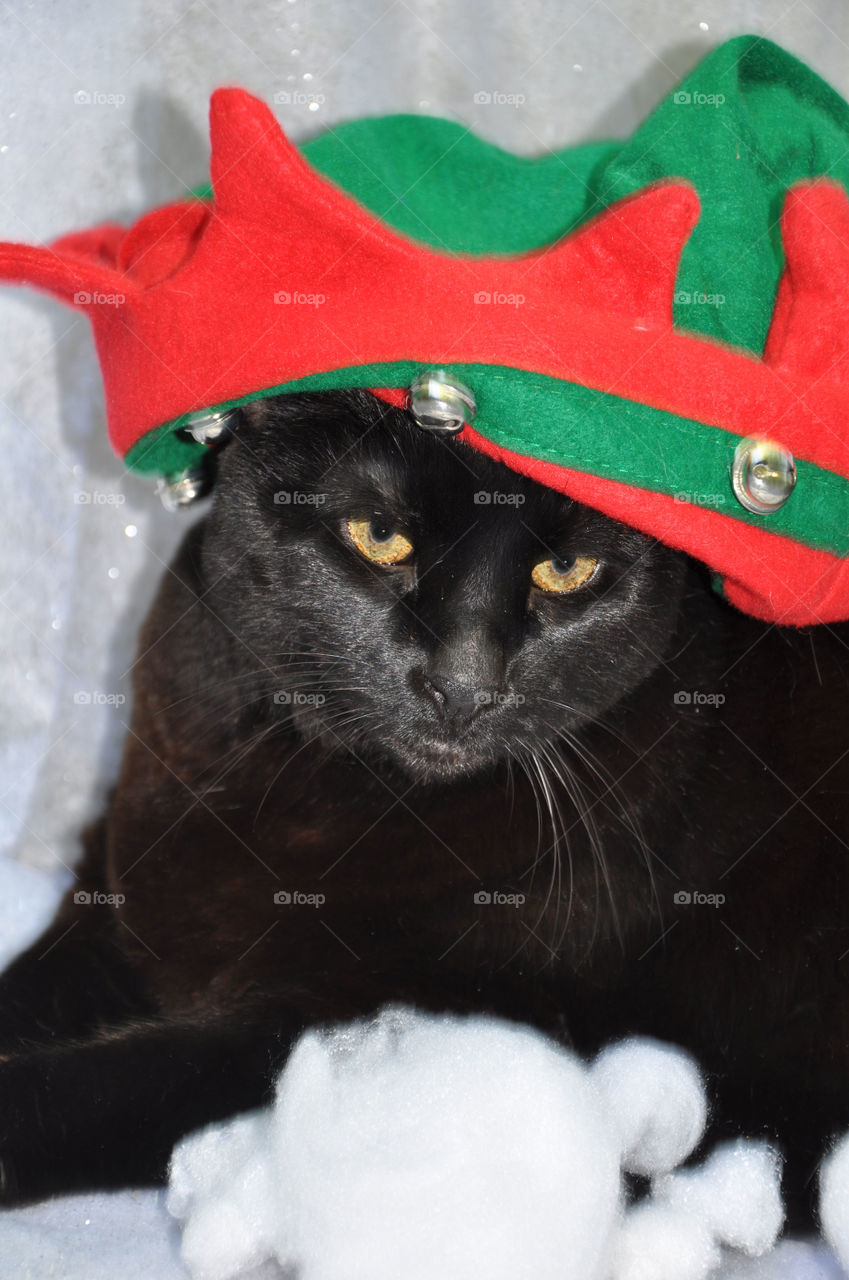 Black cat in a Christmas elf hat