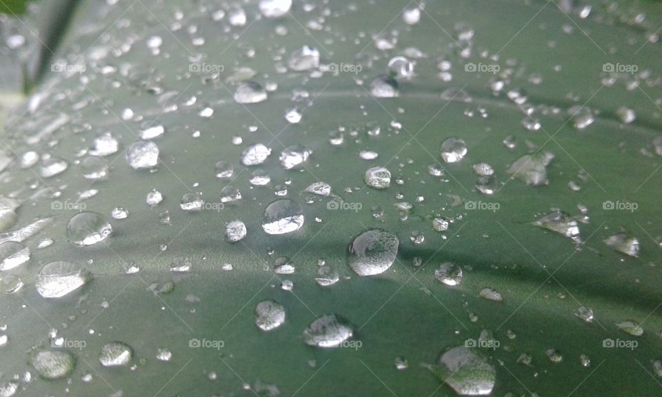 rain drop with leaf