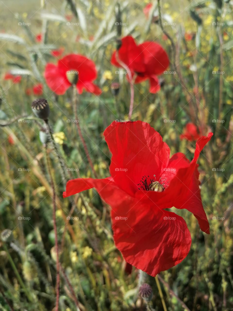 Blooming fields of poppies are a beautiful phenomenon