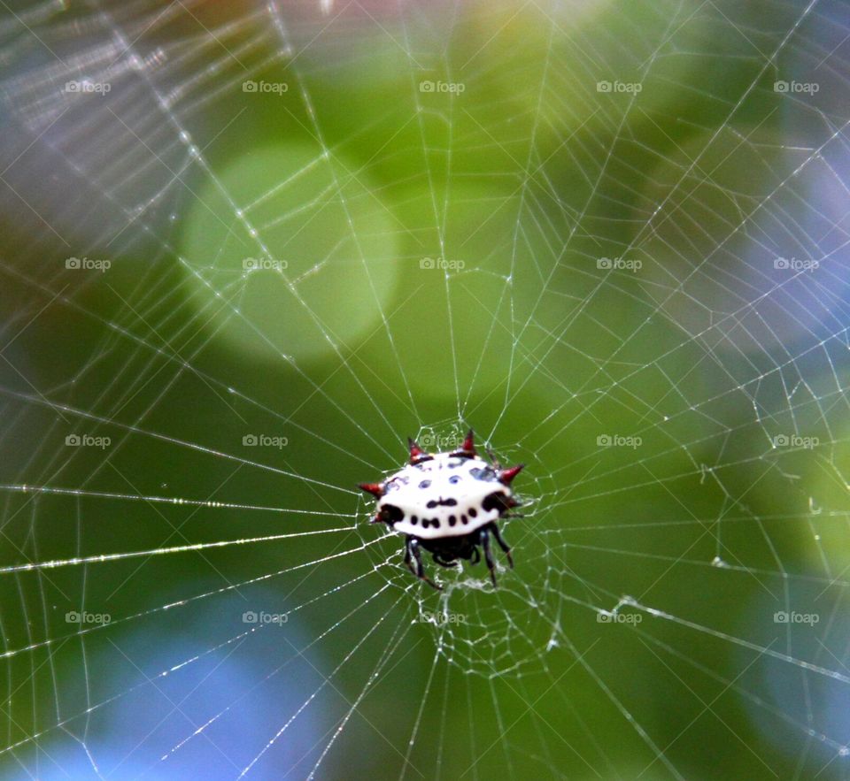 spider in a web