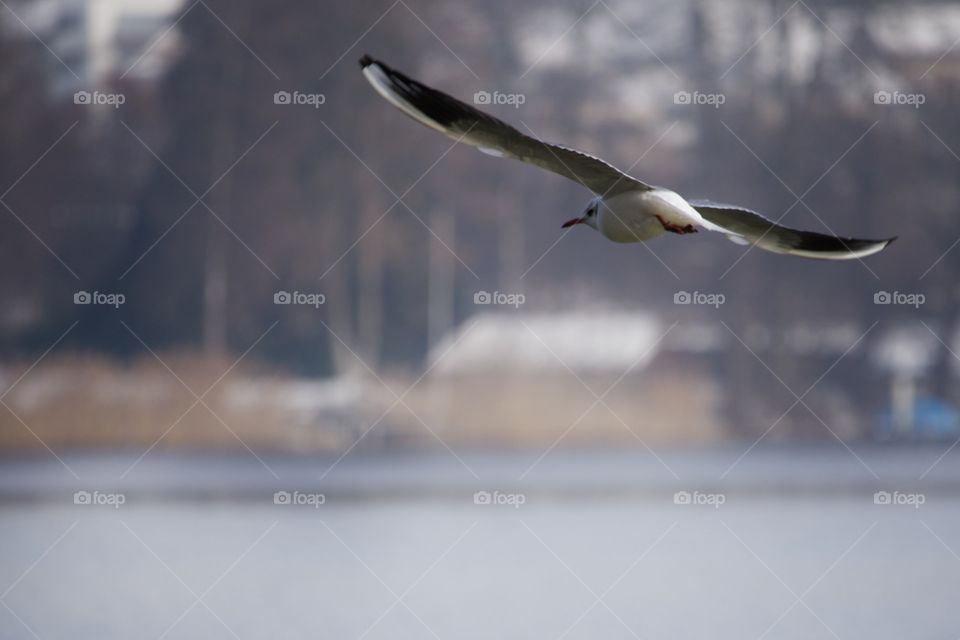 Flying Seagull with it's wings spread