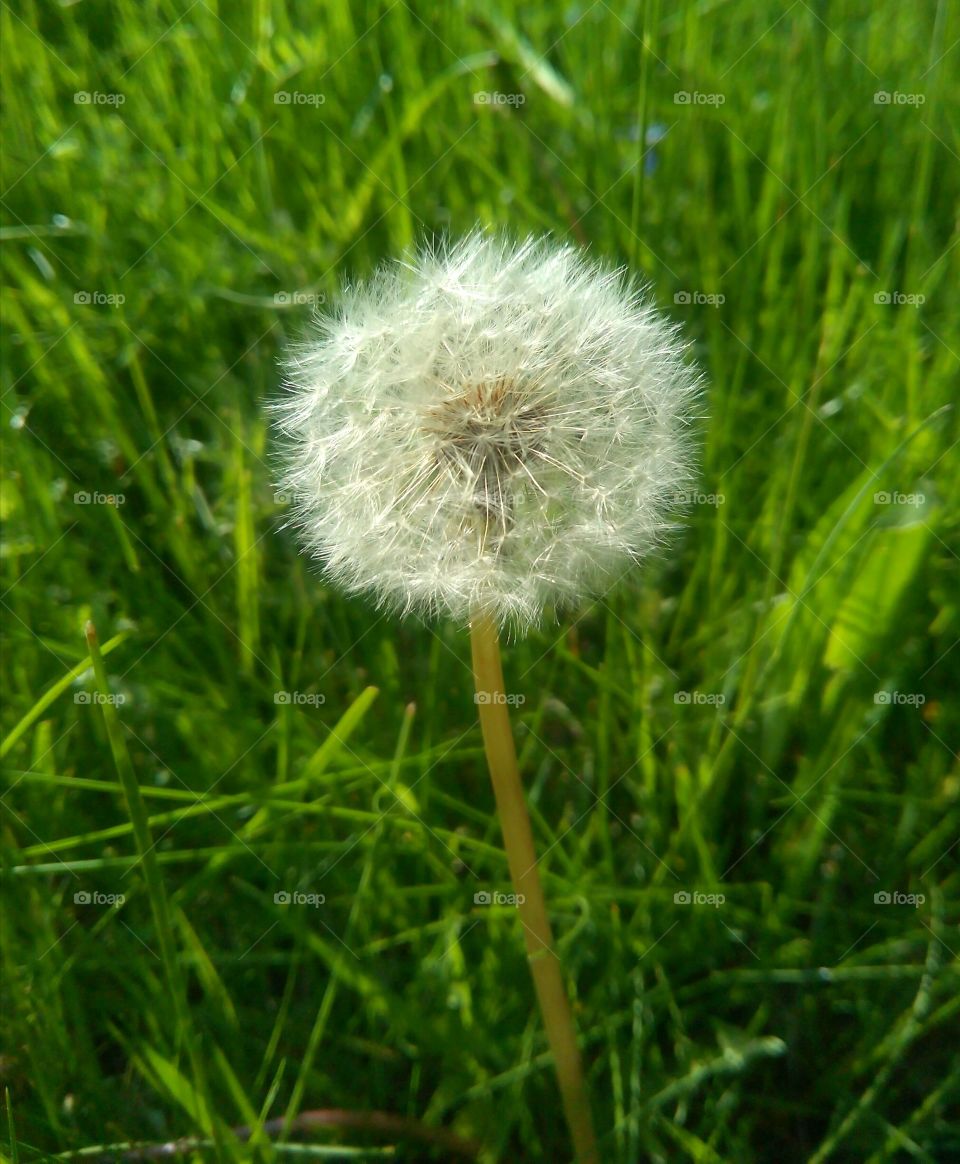 Dandelion, Grass, Hayfield, Summer, Nature