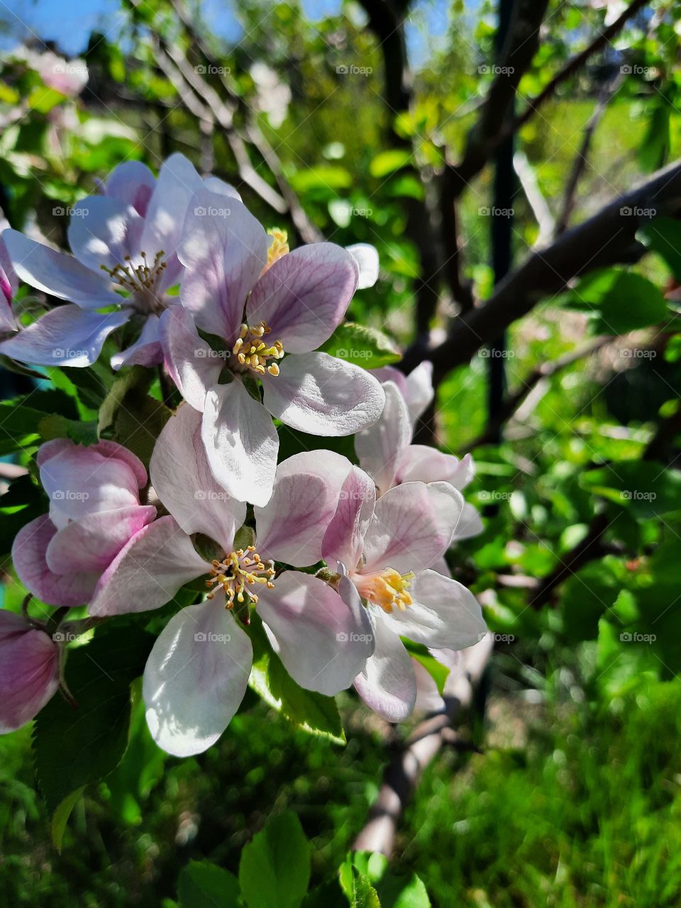 pink flowers of blooming  apple tree in spring garden
