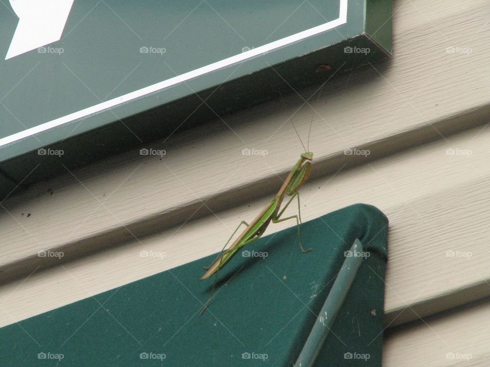 Preying Mantis on awning 