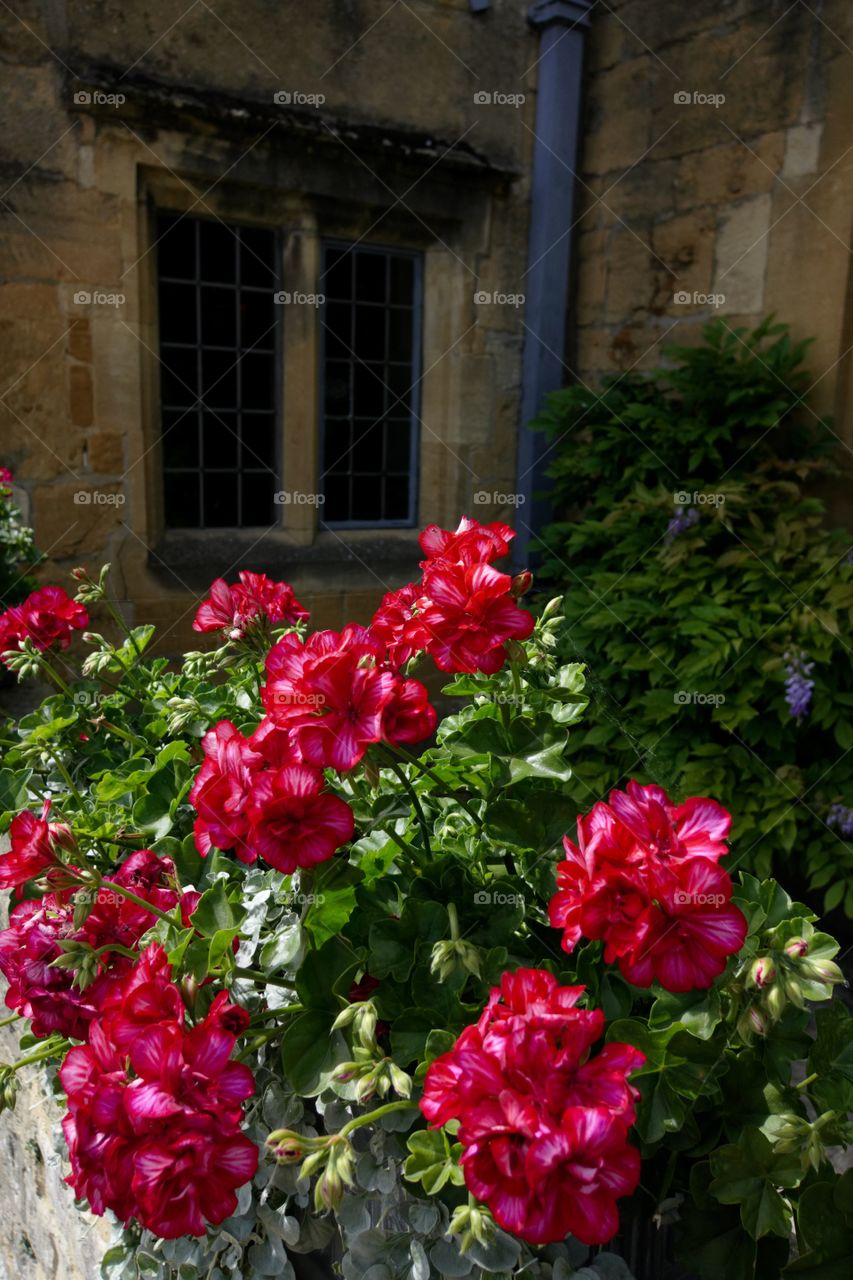 Roses. Garden