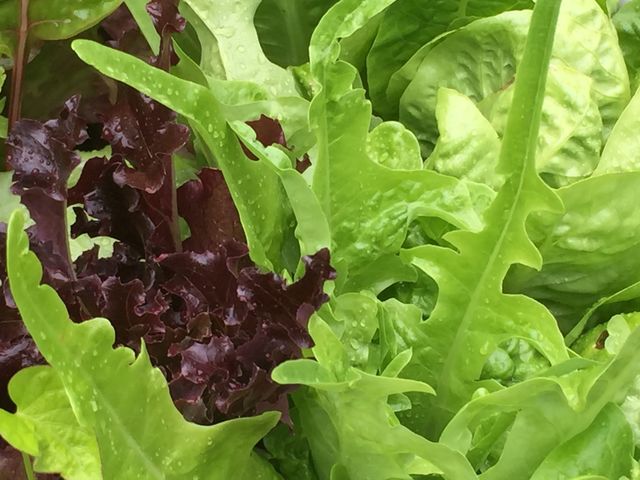 Mixed lettuces 