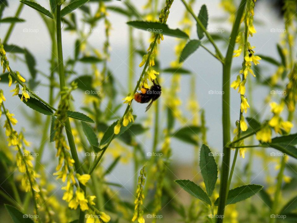 Hummel beim Pollen sammeln