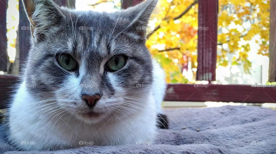 Portrait of cat