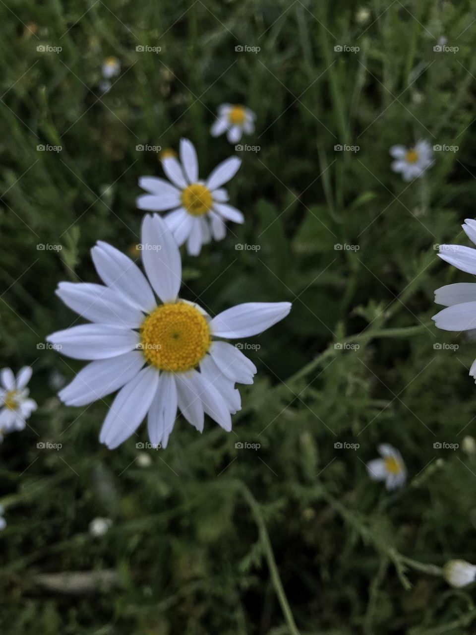 Chamomile in the grass