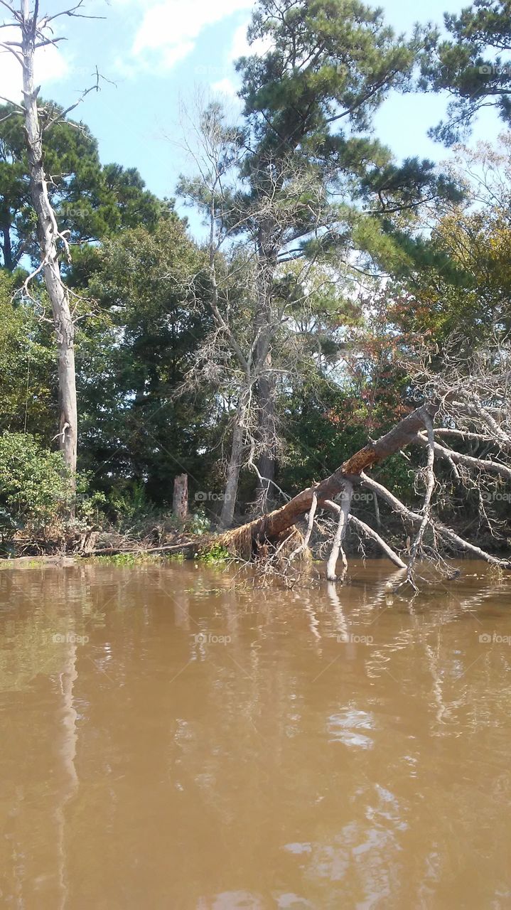 Lousiana bayou after the flood.