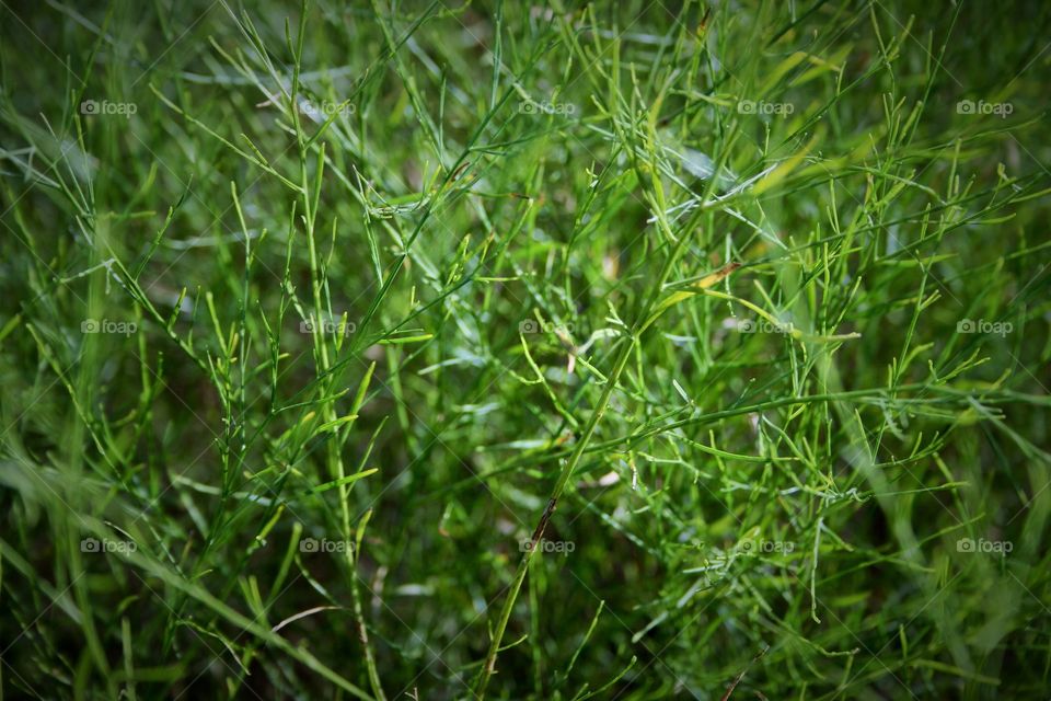 Grass up-close