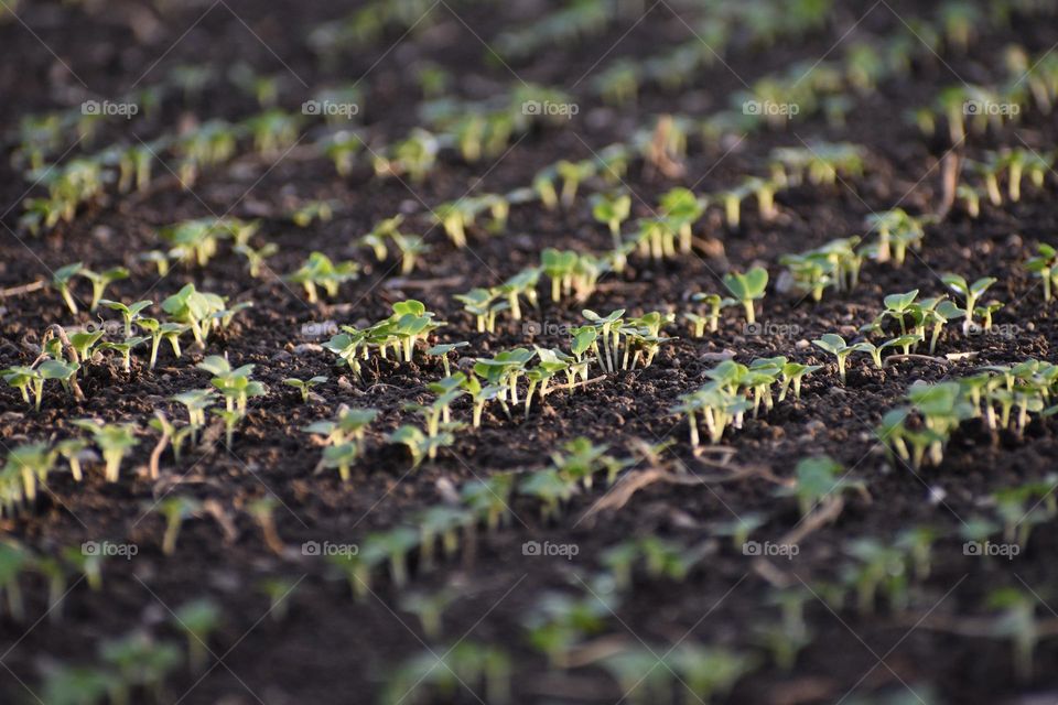 Multiverse plants in spring 