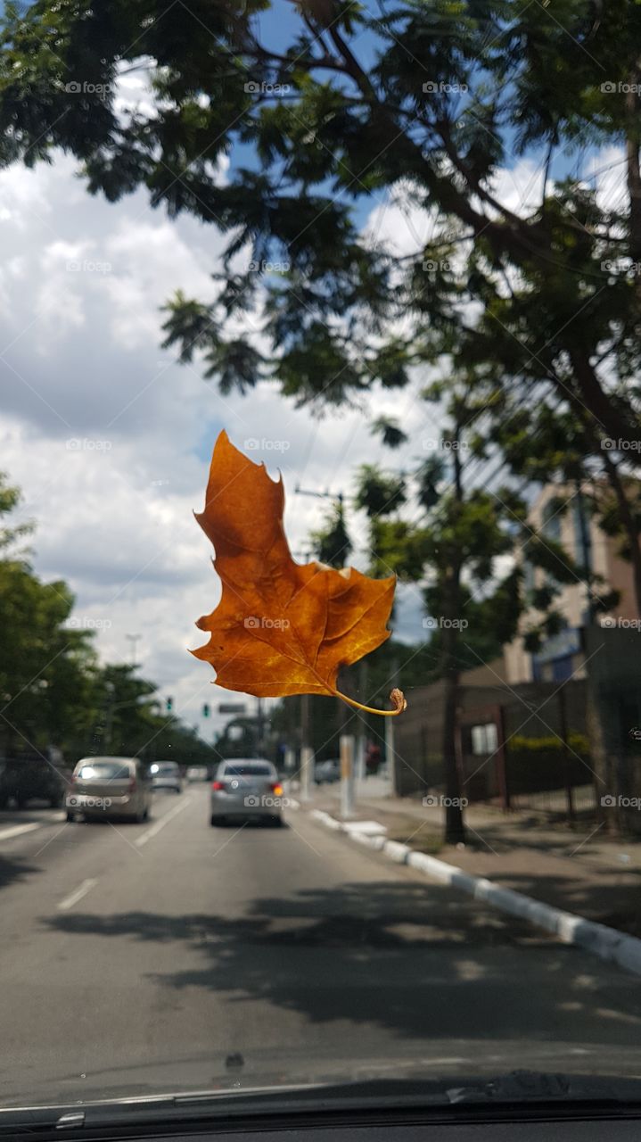 Leaves - Folha