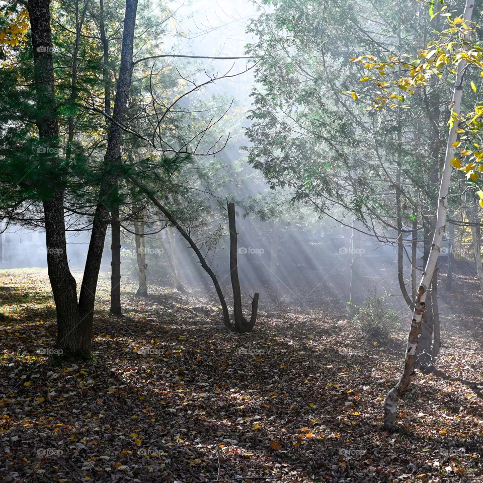 Forest light