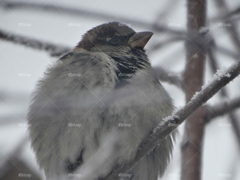 Portrait sparrow