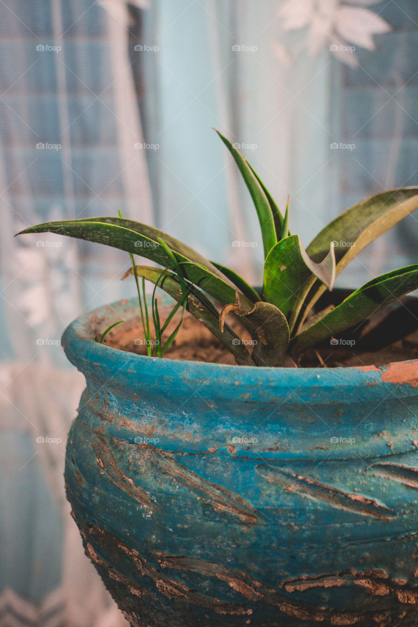 A type of cactus in a turquoise pot